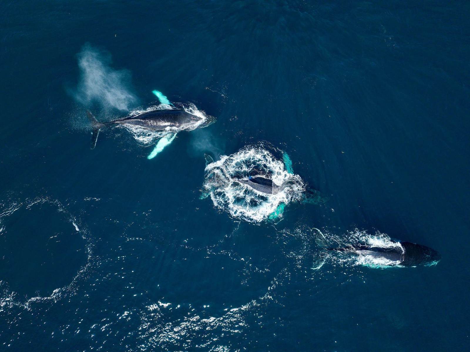 Aerial view of humpback whales in Samaná Bay, Dominican Republic