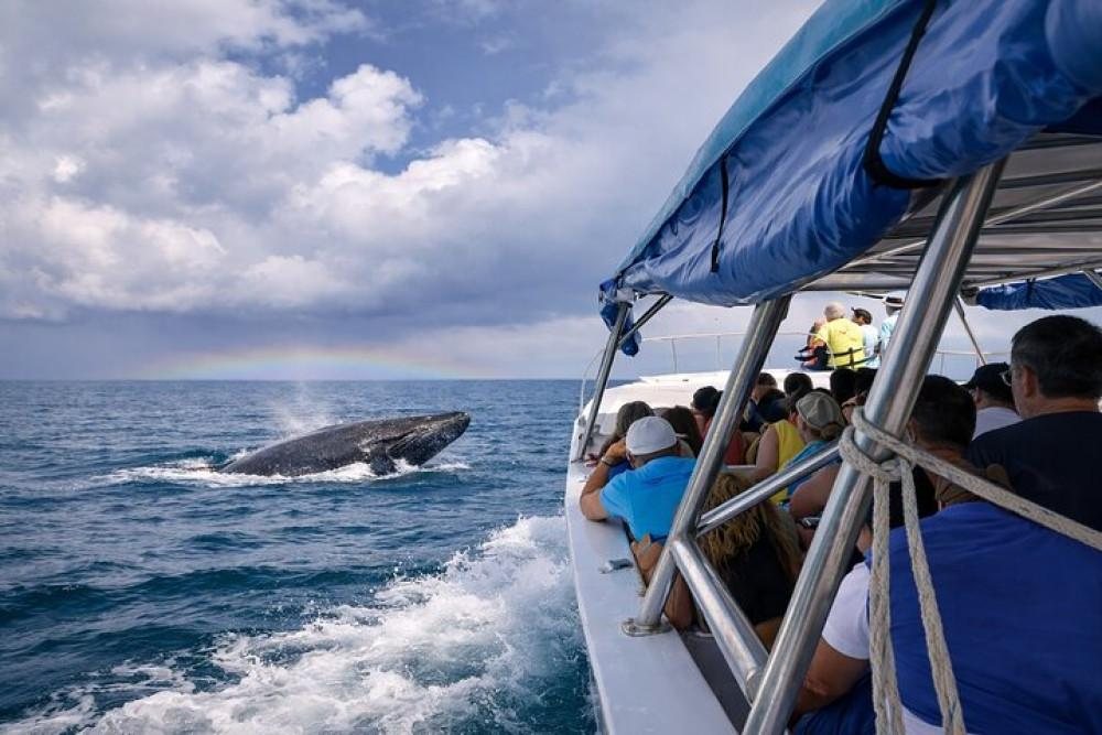 Humpback whale breaching next to the tour boat