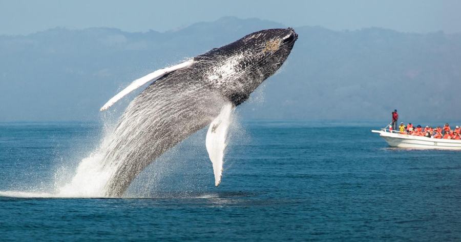 Whale Watching